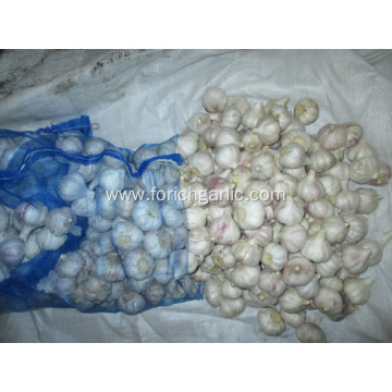 Good Quality 2020 Normal White Garlic